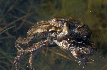 Two male European Toads in competition to reproduce