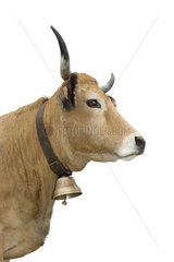 Porträt einer Aubrac -Kuh in Studio Frankreich