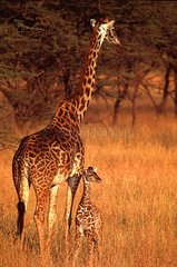 Giraffe Masaï and young Masaï Mara Kenya