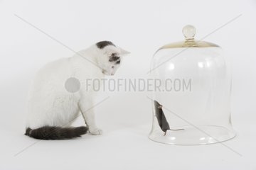 Cat in front of a mouse under a glassy bell