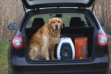 Golden retriever sitting in the chest of a car