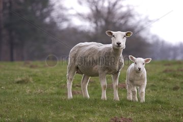 Ewe und sein Lamm in einer Wiese Claudon Vosges France