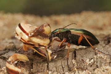 Gemahlener Käfer isst ein Schneckenzentrum Frankreich