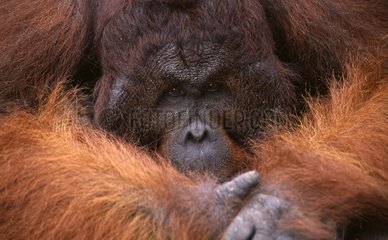Orang-outan mâle dominant PN Tanjung Puting Bornéo