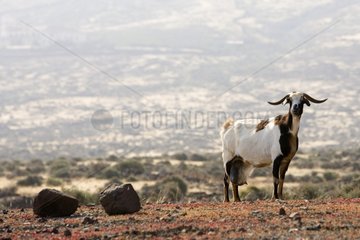 Domestic Goat Fuerteventura Island Canary