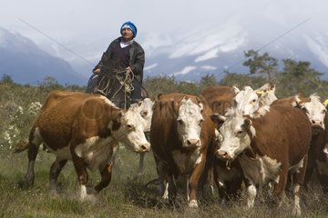 Gaucho leading his cows herd Chilean Patagonia
