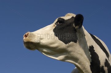 Porträt einer Prim'holstein -Kuh