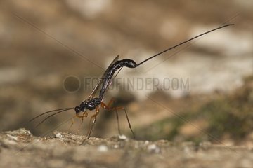 Portrait of a female Parasitic Hymenoptera Saone et Loire