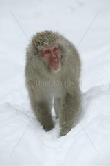 Japanese Macaque in the snow