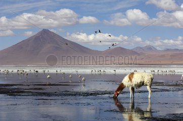Lama drinking in the Laguna Colorada Bolivia