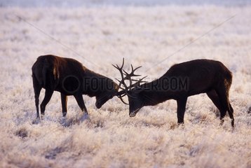 Pair of Stags Red deers fighting