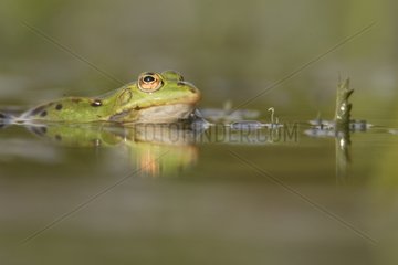Porträt eines Frosches mit dem Kopf aus dem Wasser