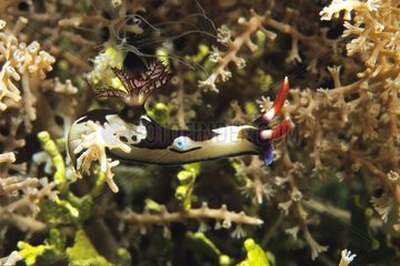 Red Gilled Nuadibranch kriecht auf den Korallen Maluku Sea