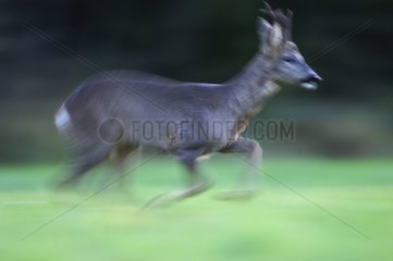 Yearling male deer running Vosges France