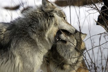 Attitude of submission of a wolf dominated by another