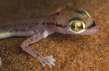 Arabian Sand Gecko United Arab Emirates