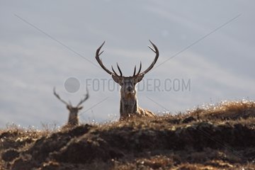 Männliche rote Hirsche in Moorschottland