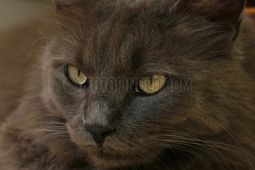 Portrait of a grey angora cat Vaucluse France