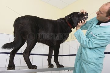 Veterinarian inspecting the teeth of a black Labrador