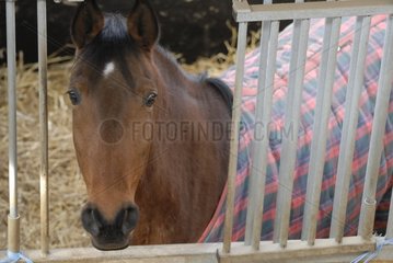 Selle français horse France