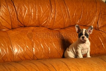 Puppy French Bulldog in a sofa France