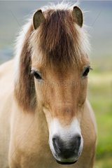 Icelandic horse Faroe Islands