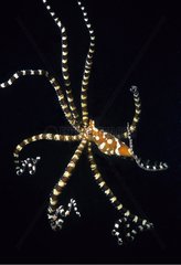 Wonderpus Octopus swimming Celebes Sea Sulawesi