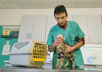 Tierarzt  die eine europäische Katze in der Prüfung Tabelle ausüben