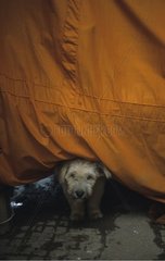 Hund unter a laos gelbes Blatt versteckt
