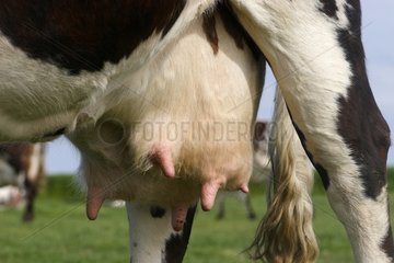 Udder of a Norman cow in a meadow Normandy France