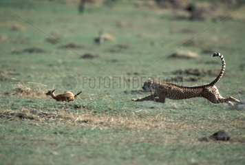 Guépard chassant une jeune gazelle Afrique