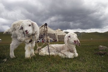 Two white lambs attached in front of a yurt Kyrgyzstan