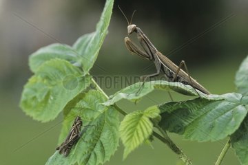 Wart-biter cricket hunting a brown grasshopper 1/4