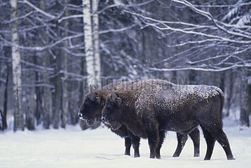 Europäischer Bison in Bialowieza Wald Schnee