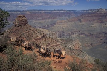 Naturtourismus im Grand Canyon USA National Park