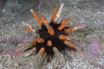Pencil Sea Urchin Galapagos