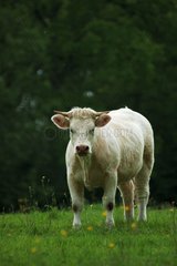 Ox charolais in pre country of Trough France
