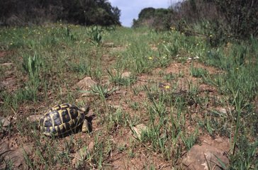 Hermannschildkröte  die in der Ebene des Maures Frankreich spaziert
