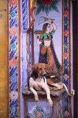 Hund am Eingang zu einem Rajasthan -Haus