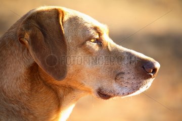 Portrait of a male mongrel dog