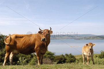 Kuh und sein Kalb am Lake Pack del Ebro Spanien