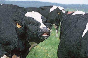 Prim'Holstein et taureau au pré en période de reproduction