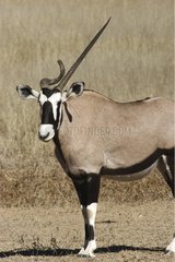 Gemsbok with a malformation on a horn Kgalagadi NP