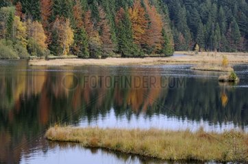 Bog Lake Lispach über La Bresse Vosges