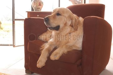 Golden retriever couché dans un fauteuil
