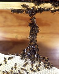 Bees building a ray in their hive France
