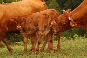 'Limousine' Variety Cow leckt ein Kalb
