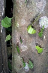 Fourmis coupeuses de feuilles Guyane française
