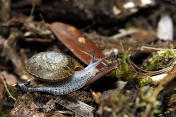 Snail in the botanical reserve at Mont Panie Hienghene