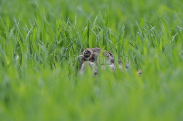 European Hare hidden in grass Vosges France